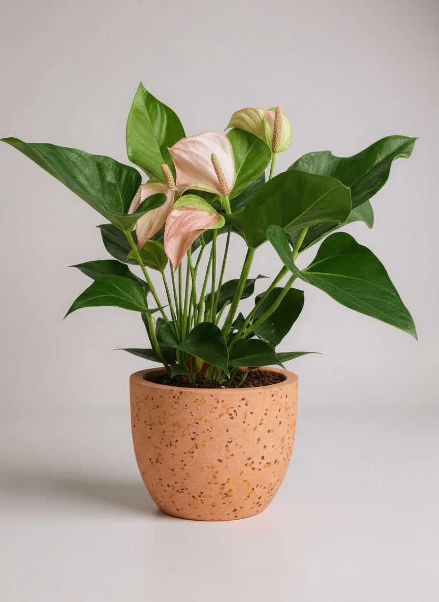 Anthurium Flamingo Pink - Image 5