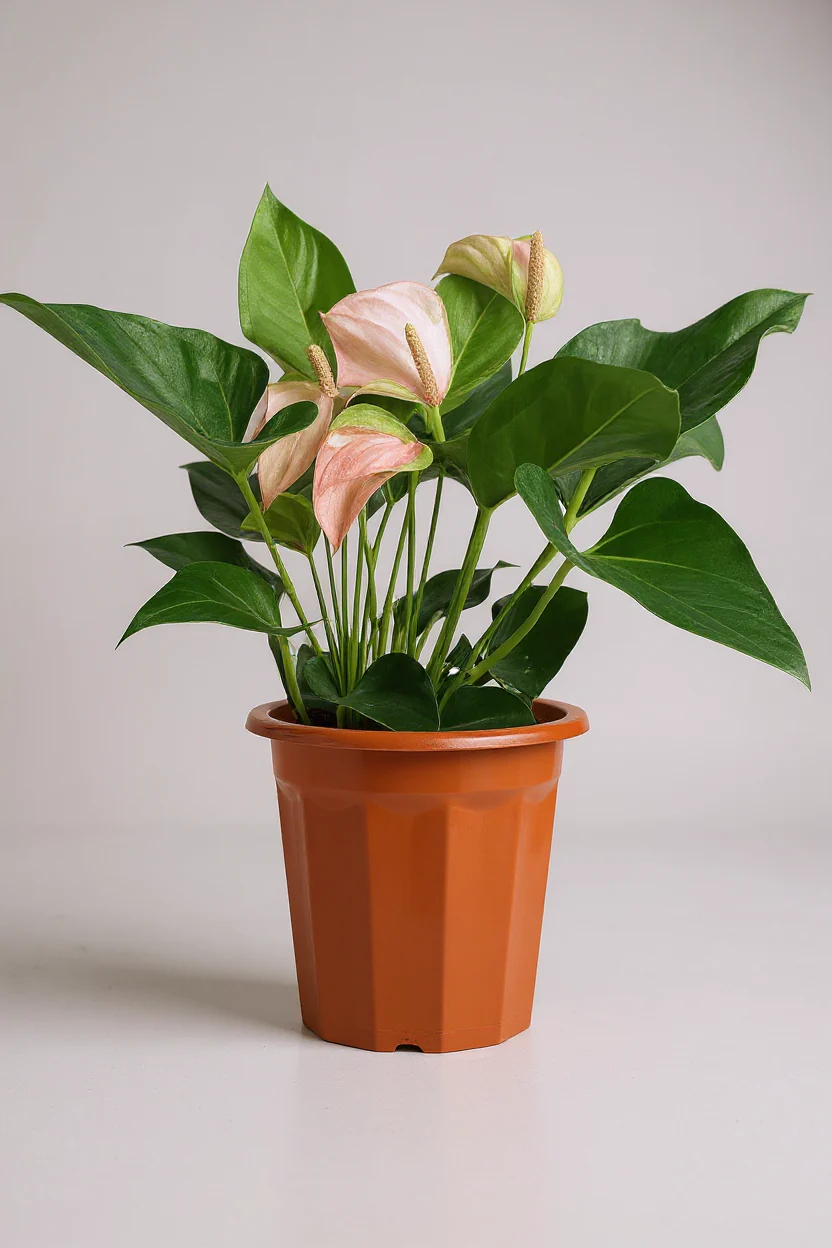 Anthurium Flamingo Pink - Image 6