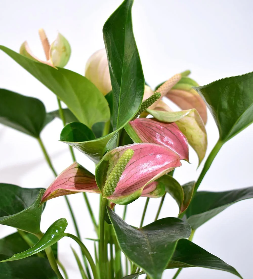 Anthurium Flamingo Pink - Image 7