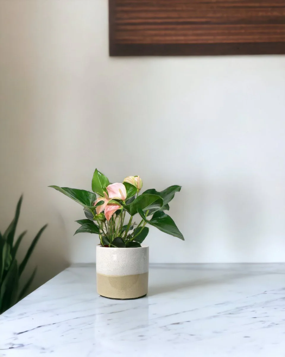 Anthurium Flamingo Pink - Image 8