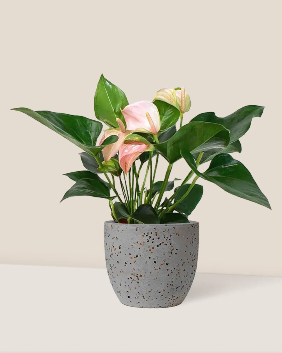 Anthurium Flamingo Pink - Image 9