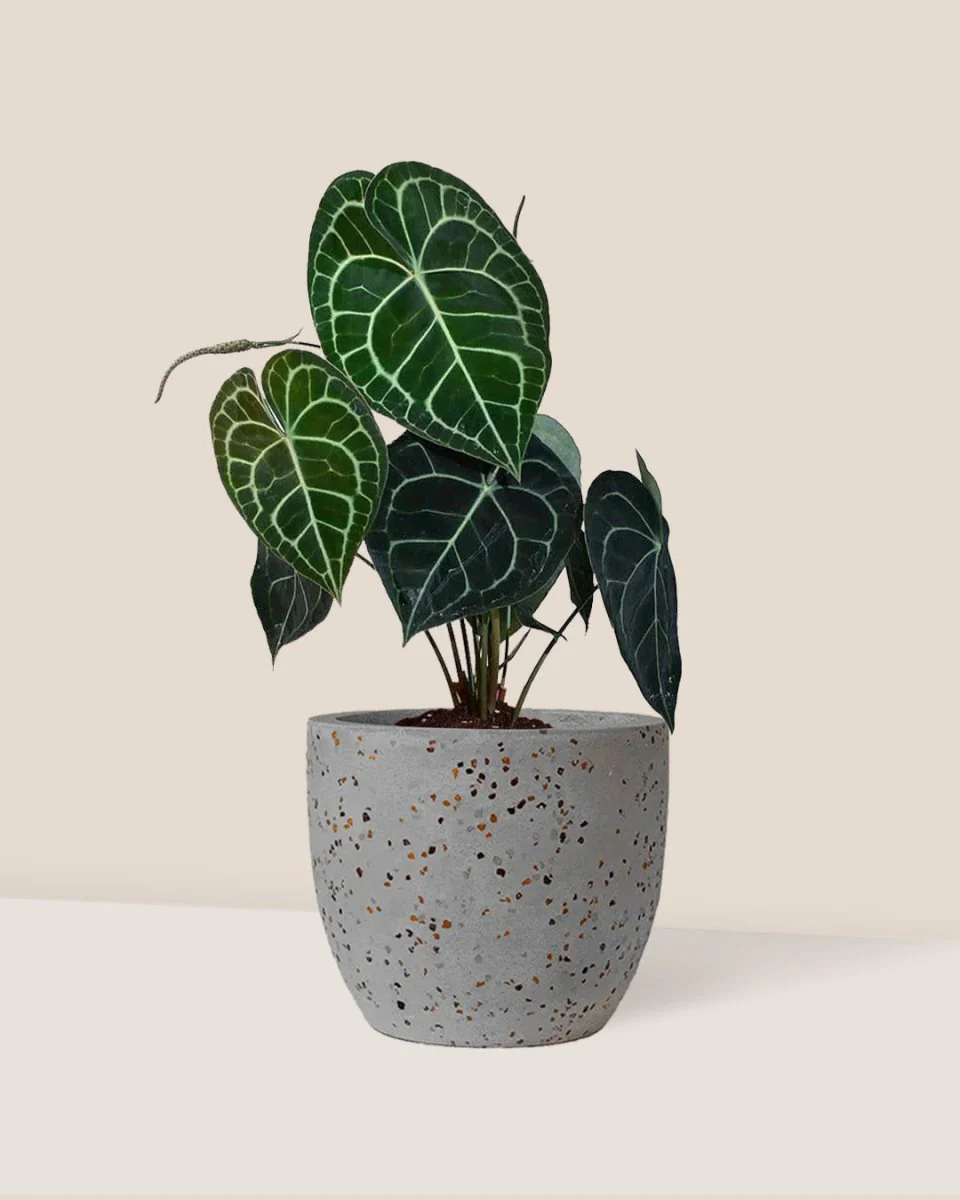 Anthurium Clarinervium - Image 3