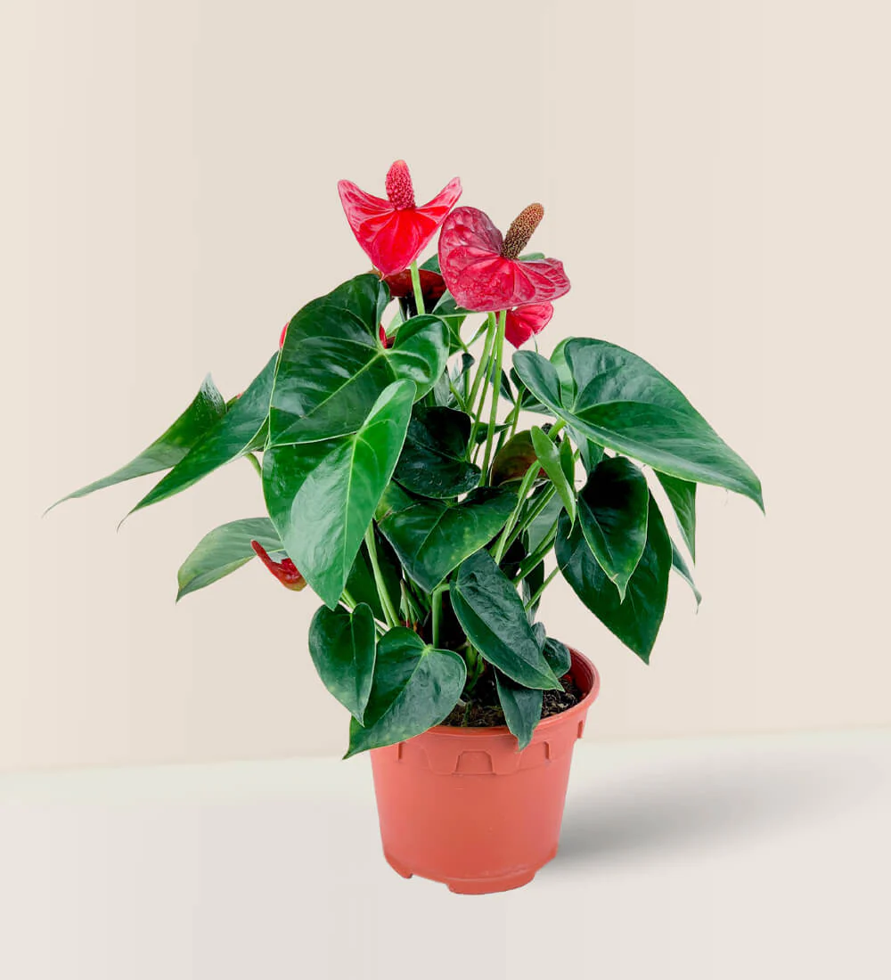 Anthurium Flamingo Red Junior - Image 10