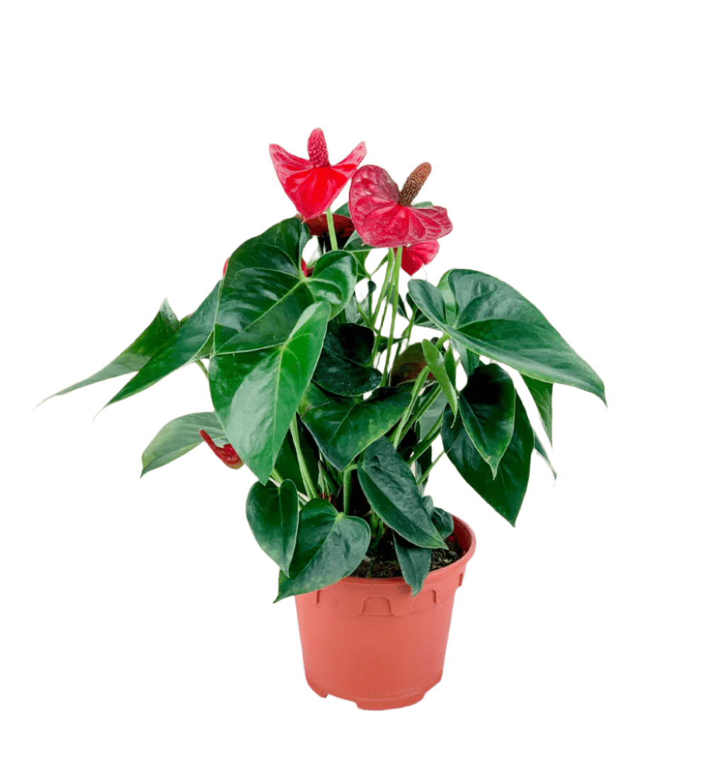 Anthurium Flamingo Red Junior - Image 11