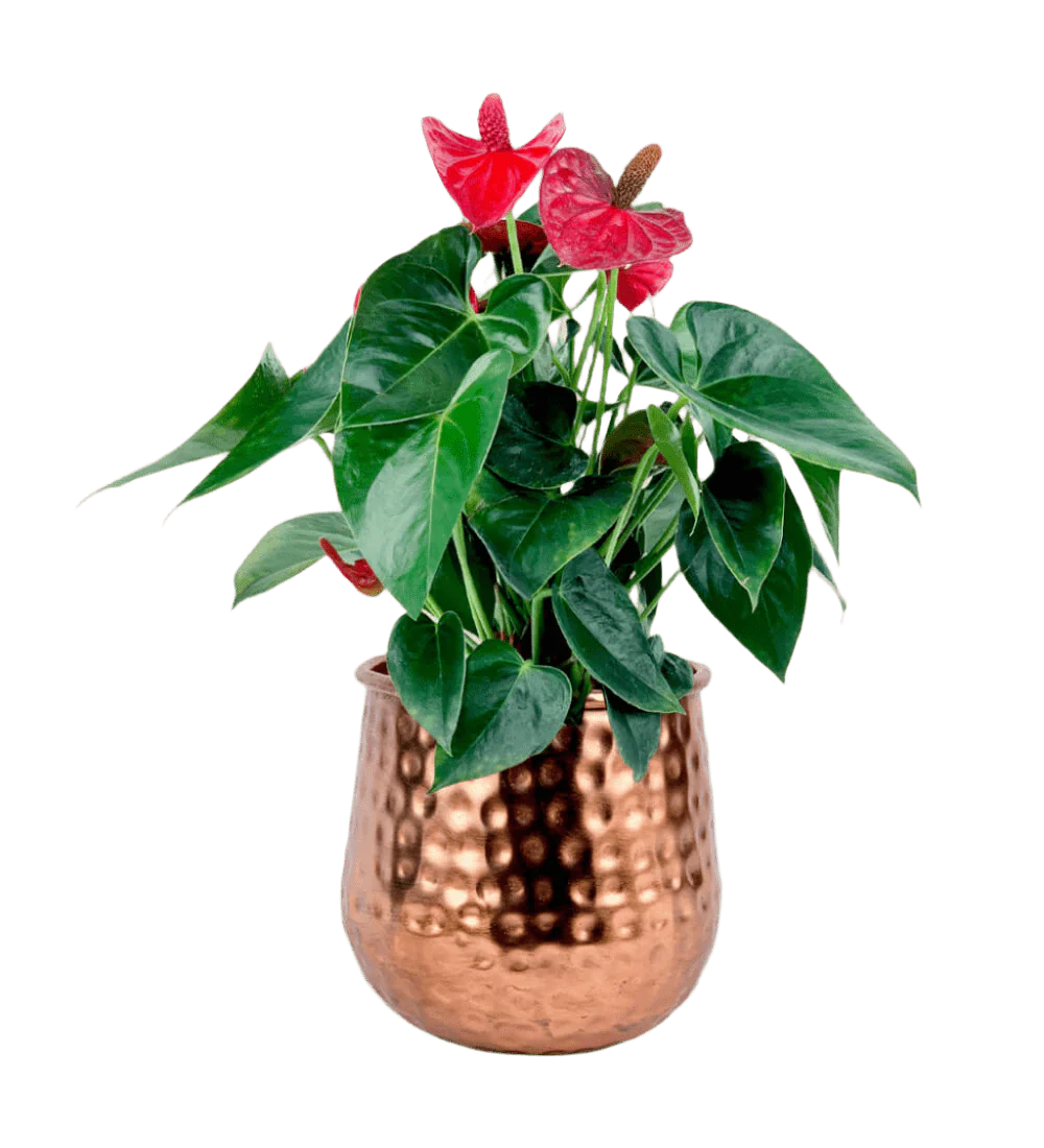 Anthurium Flamingo Red Junior - Image 12