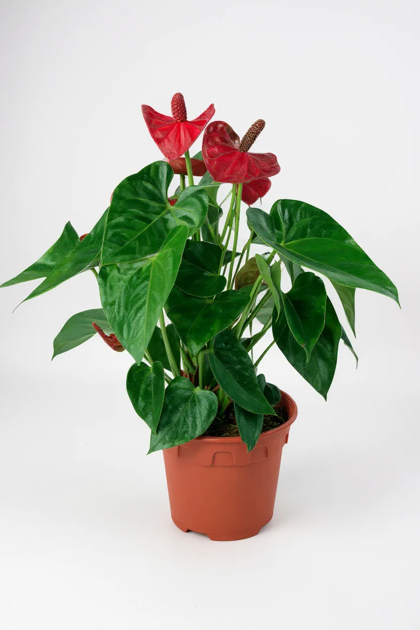 Anthurium Flamingo Red Junior - Image 5