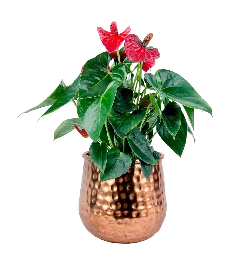 Anthurium Flamingo Red Junior - Image 6