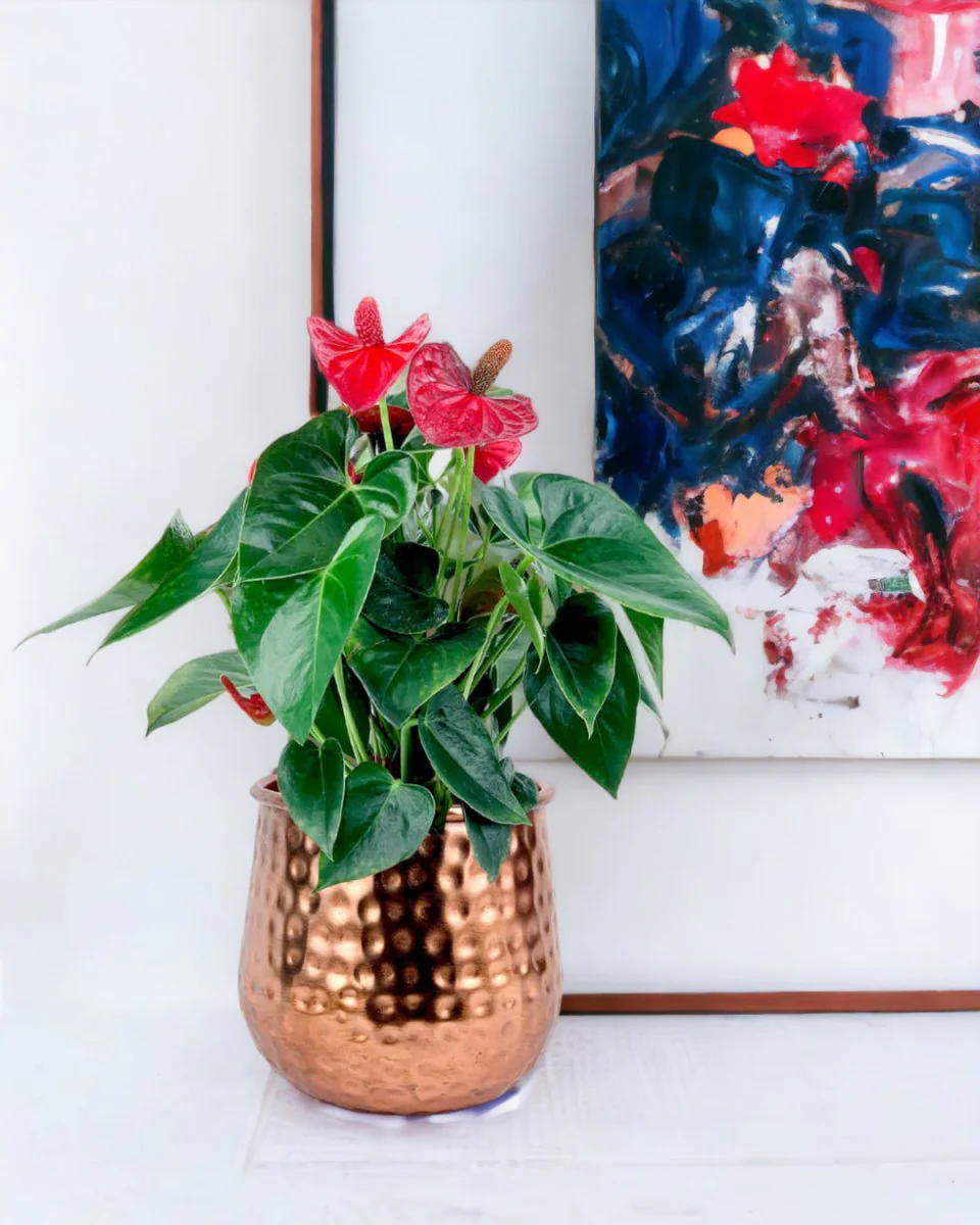 Anthurium Flamingo Red Junior - Image 8
