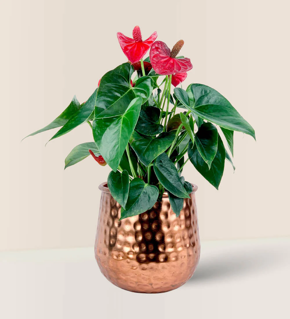 Anthurium Flamingo Red Junior - Image 9