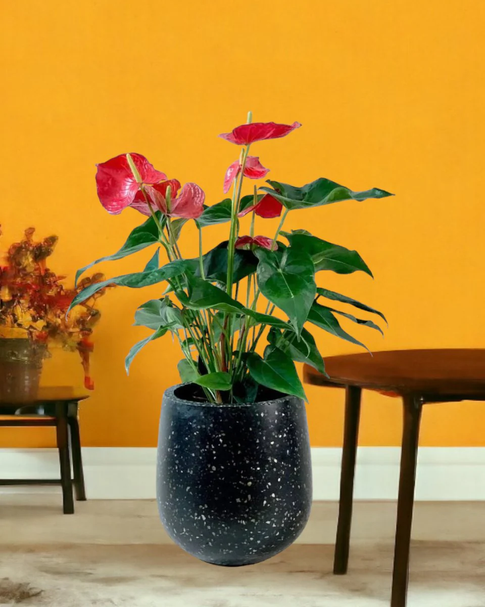 Anthurium Flamingo Red Tall - Image 10