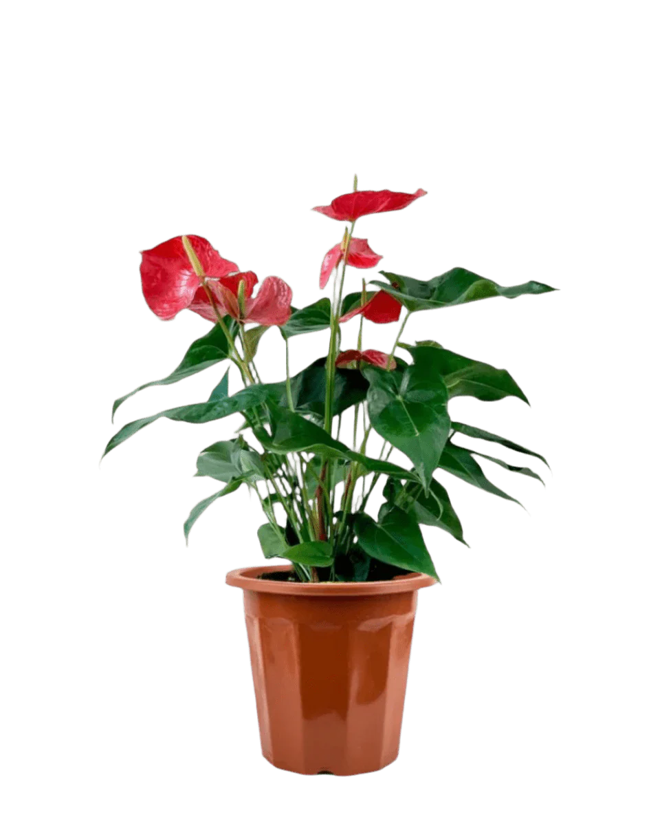 Anthurium Flamingo Red Tall - Image 11