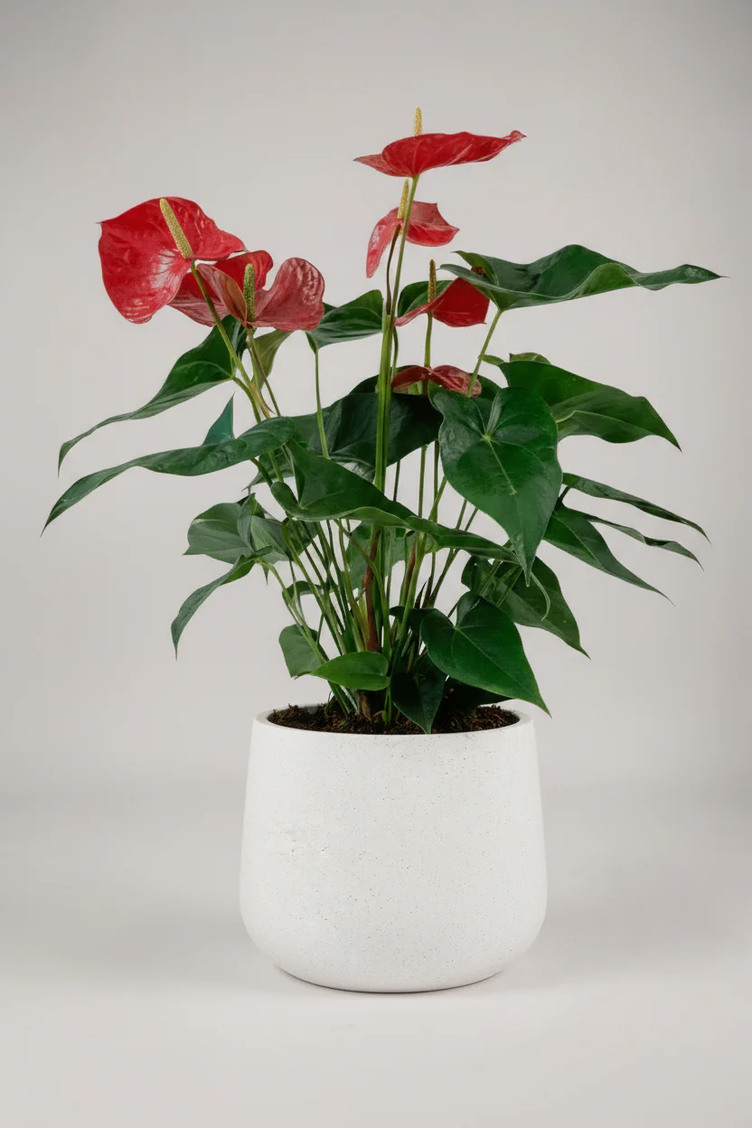 Anthurium Flamingo Red Tall - Image 3