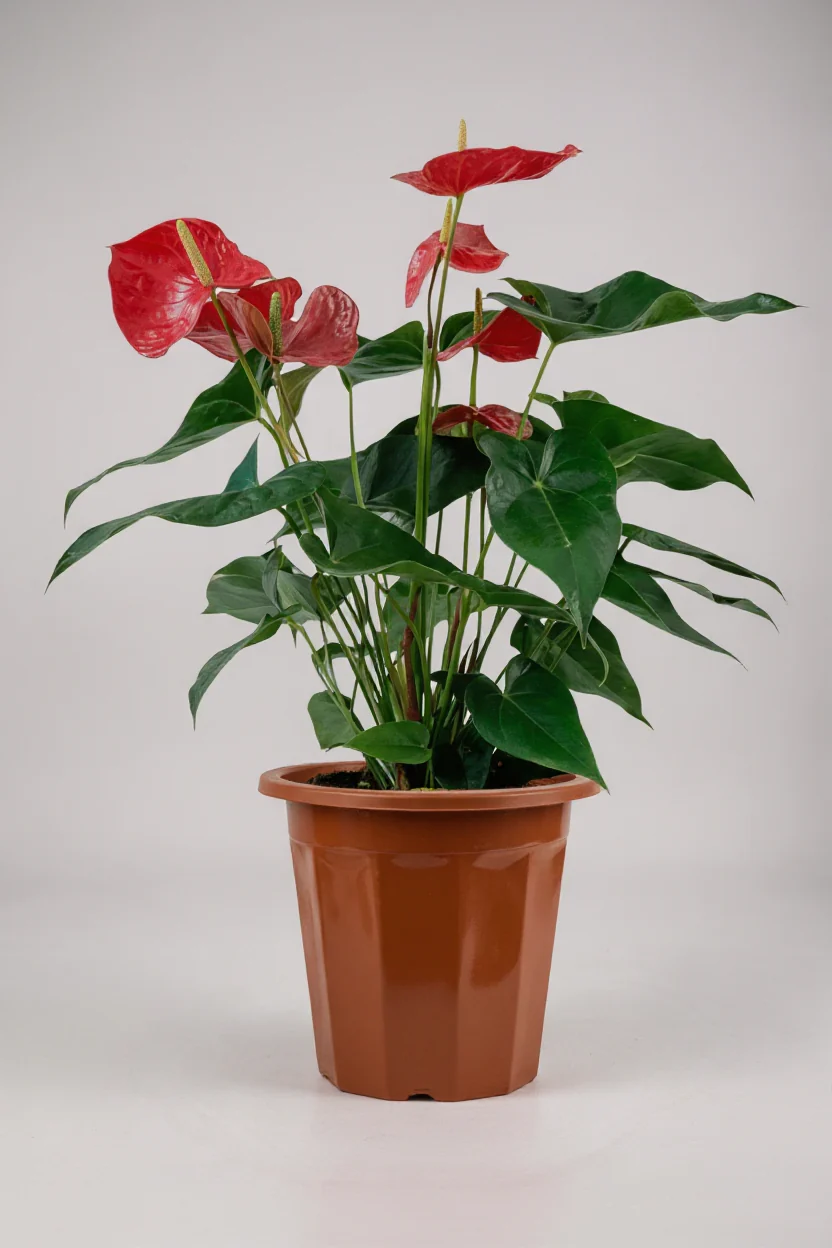 Anthurium Flamingo Red Tall - Image 4