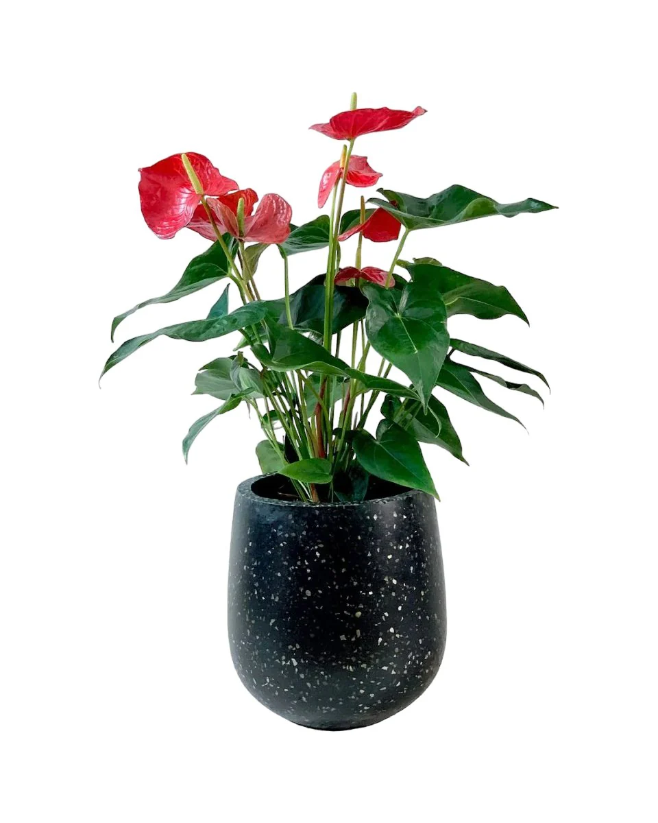 Anthurium Flamingo Red Tall - Image 5