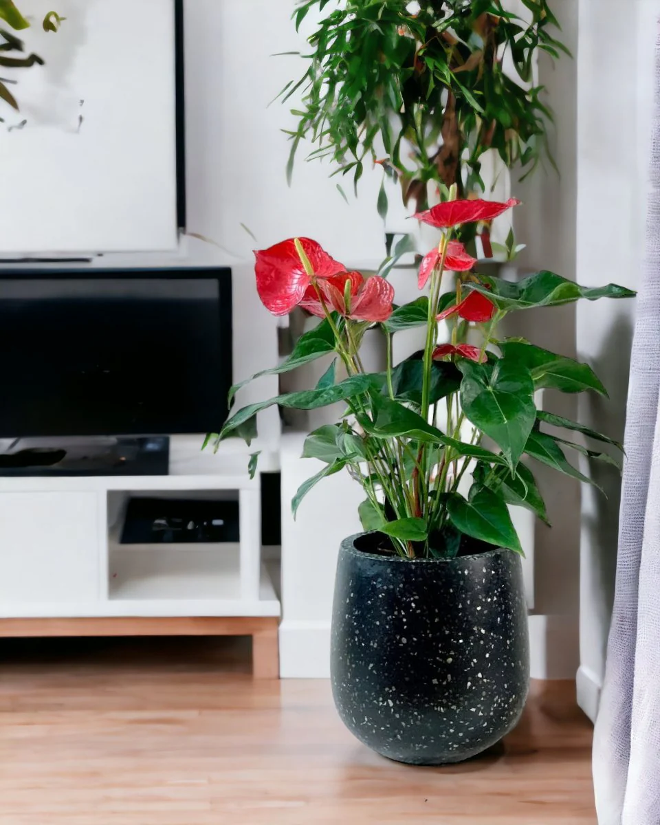 Anthurium Flamingo Red Tall - Image 6