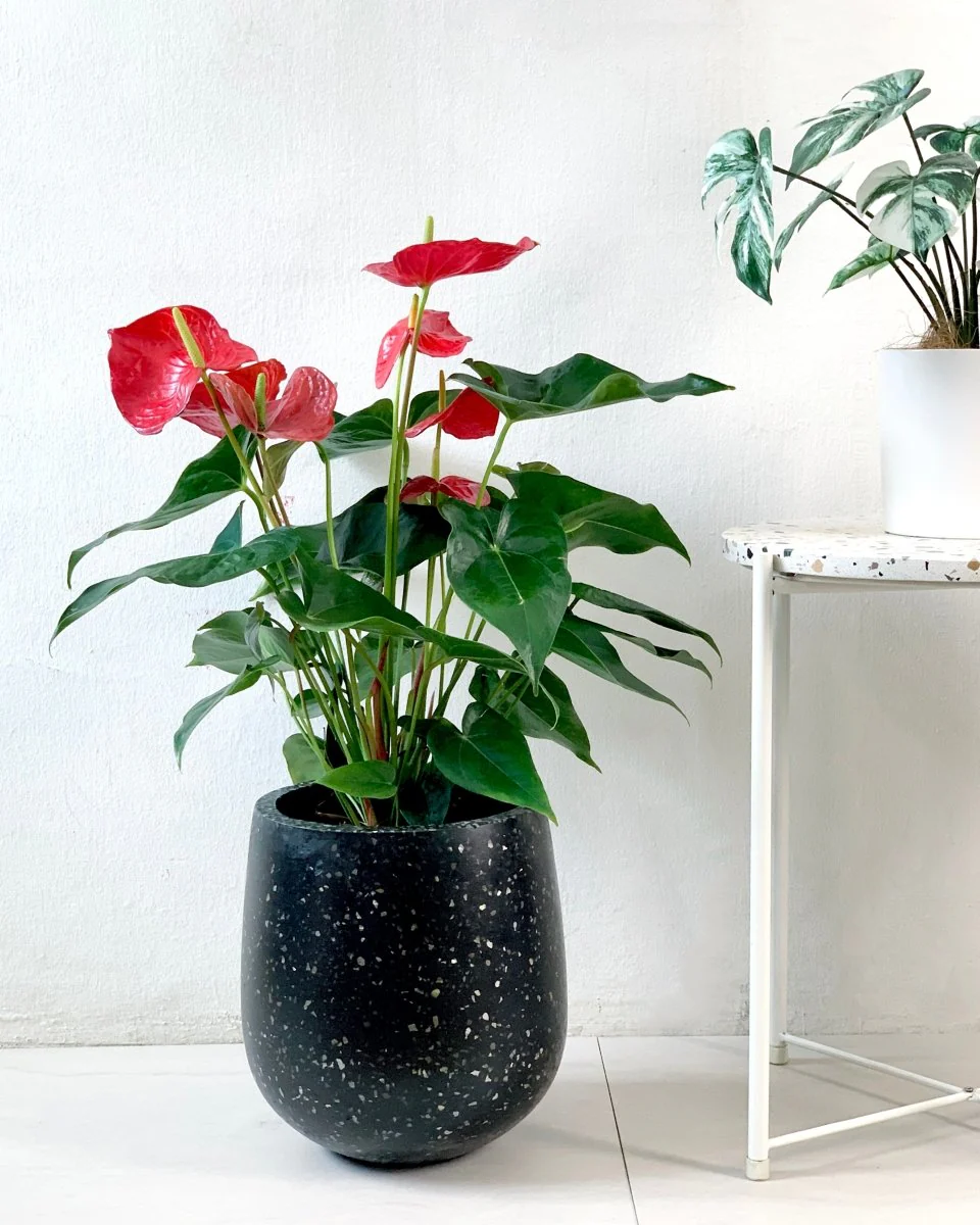 Anthurium Flamingo Red Tall - Image 7