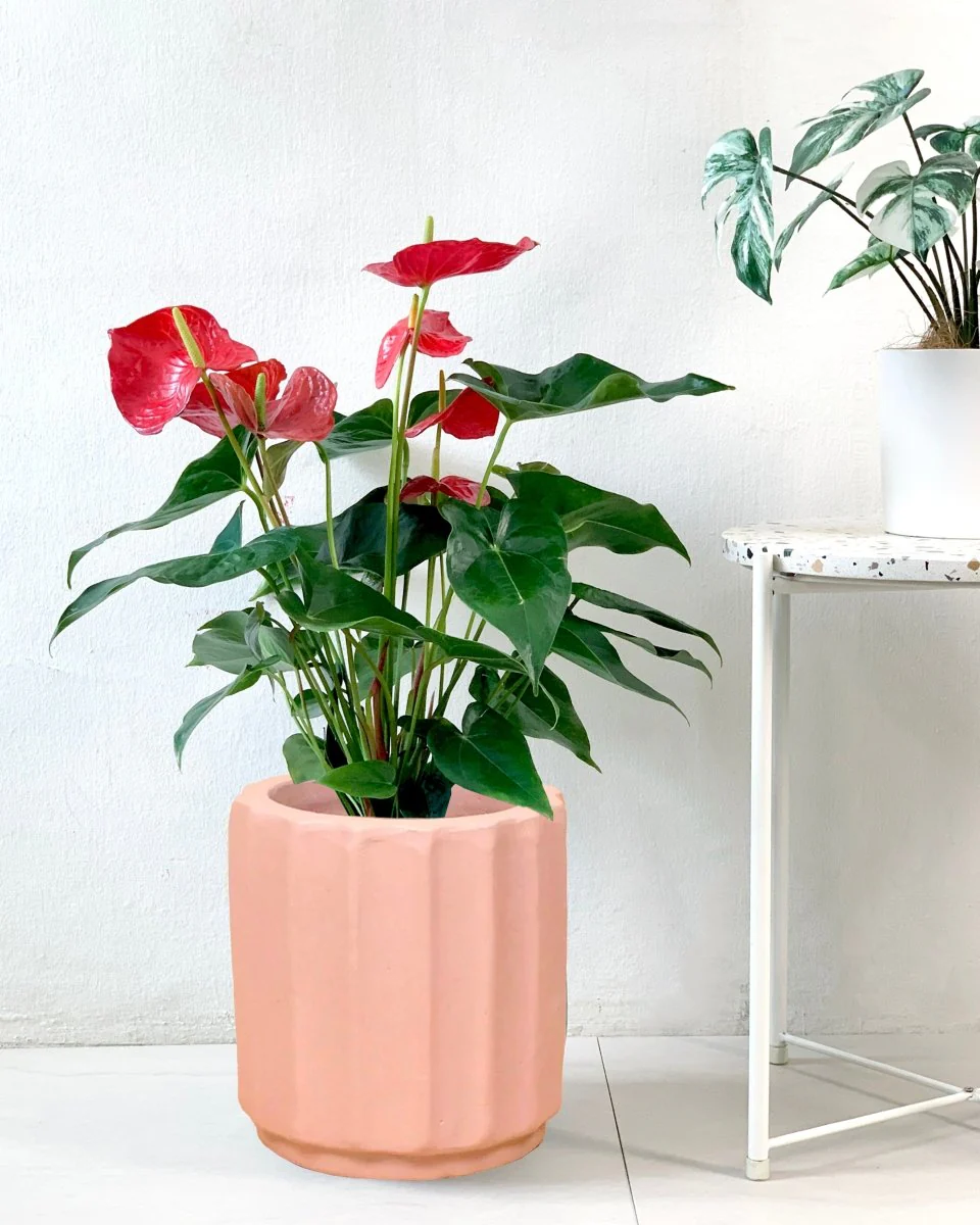 Anthurium Flamingo Red Tall - Image 8