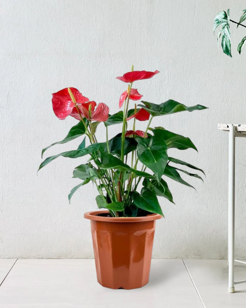 Anthurium Flamingo Red Tall - Image 9