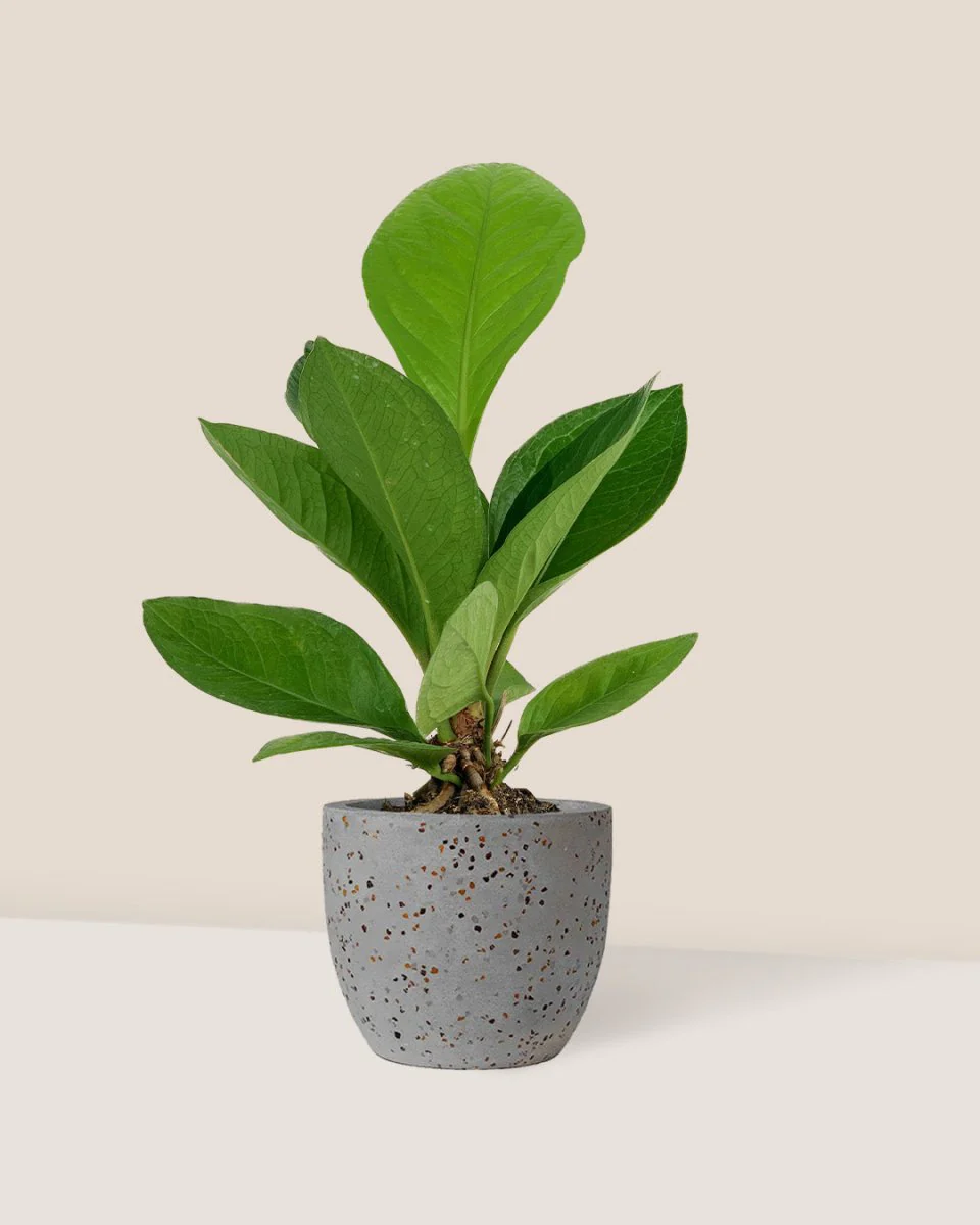 Anthurium Jungle Bush - Image 2