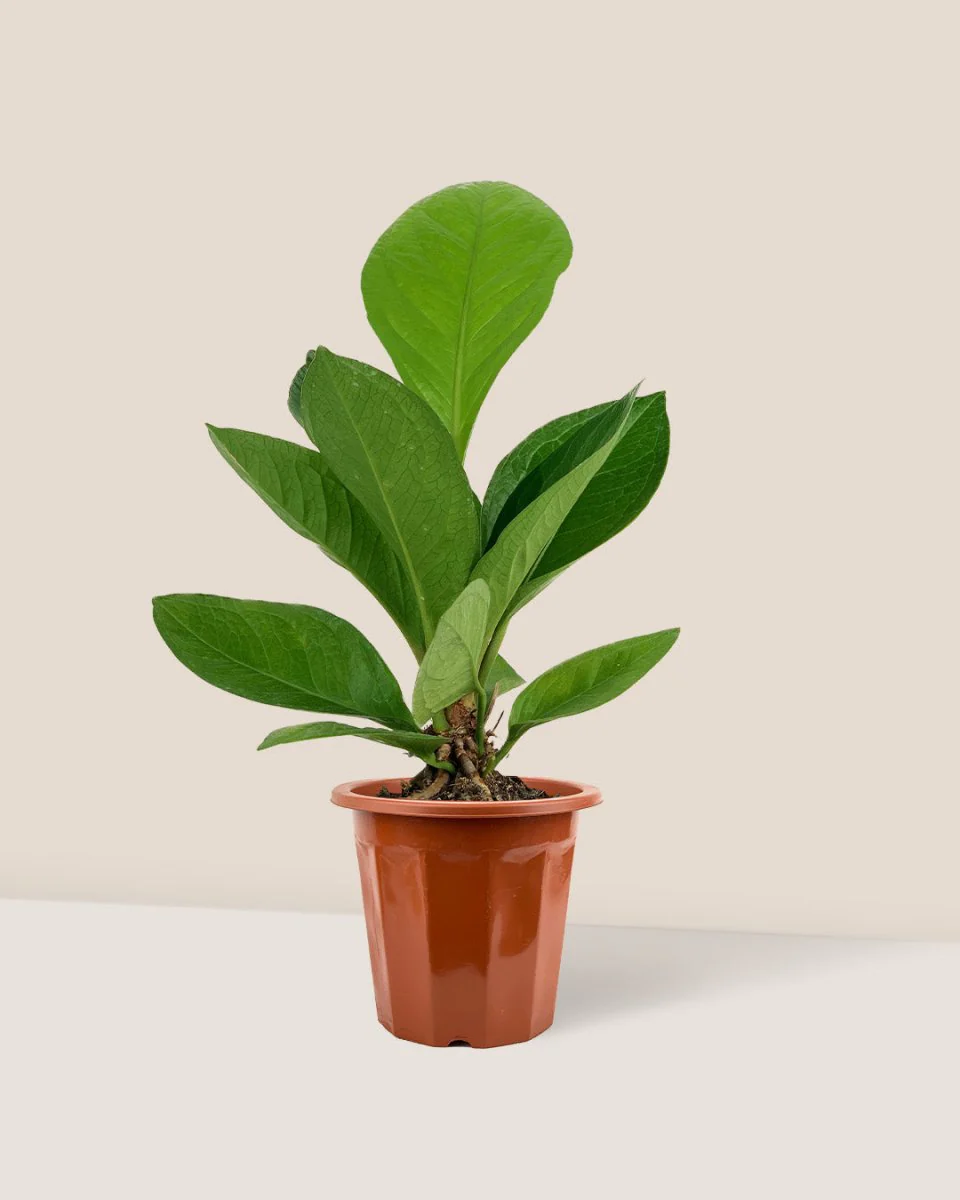 Anthurium Jungle Bush - Image 3