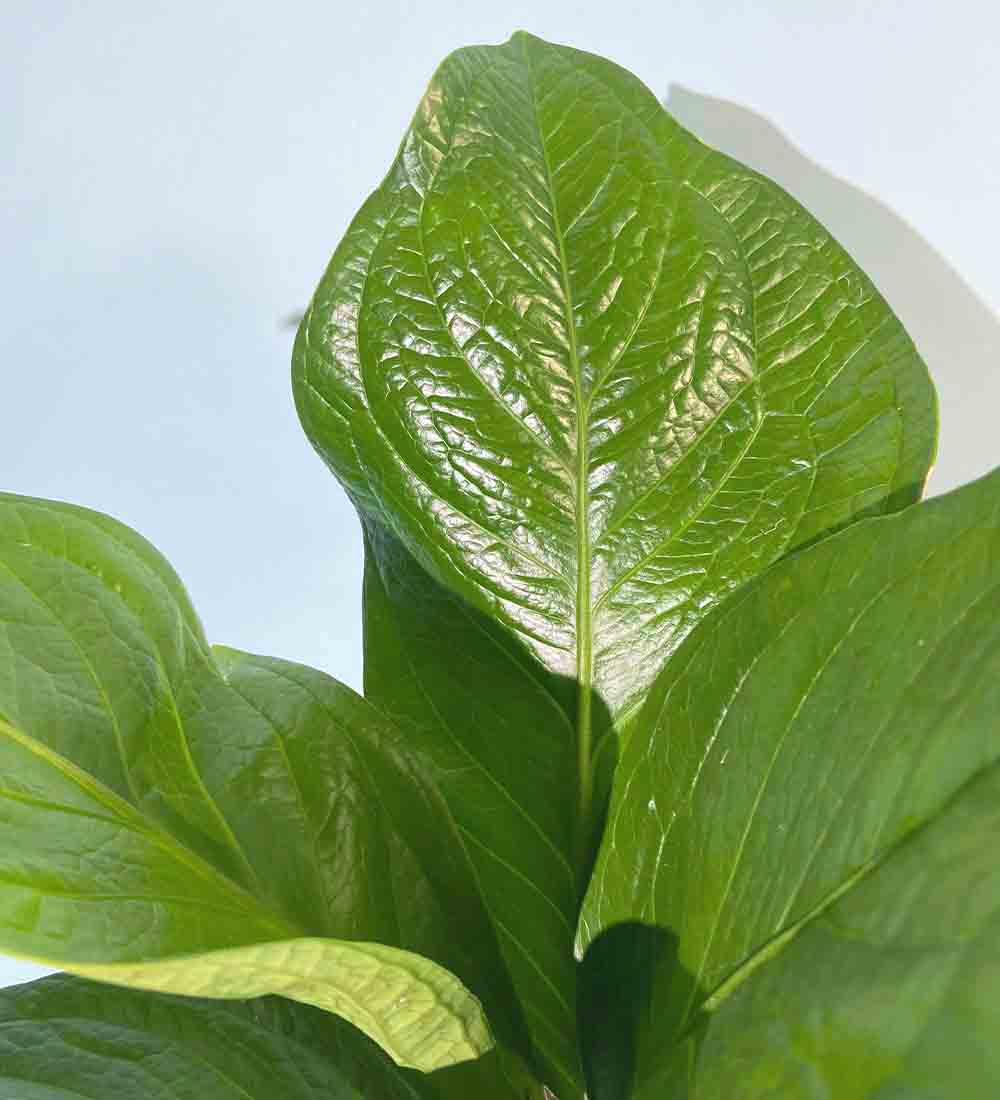 Anthurium Jungle Bush - Image 4