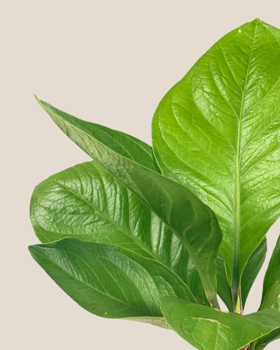 Anthurium Jungle Bush - Image 5