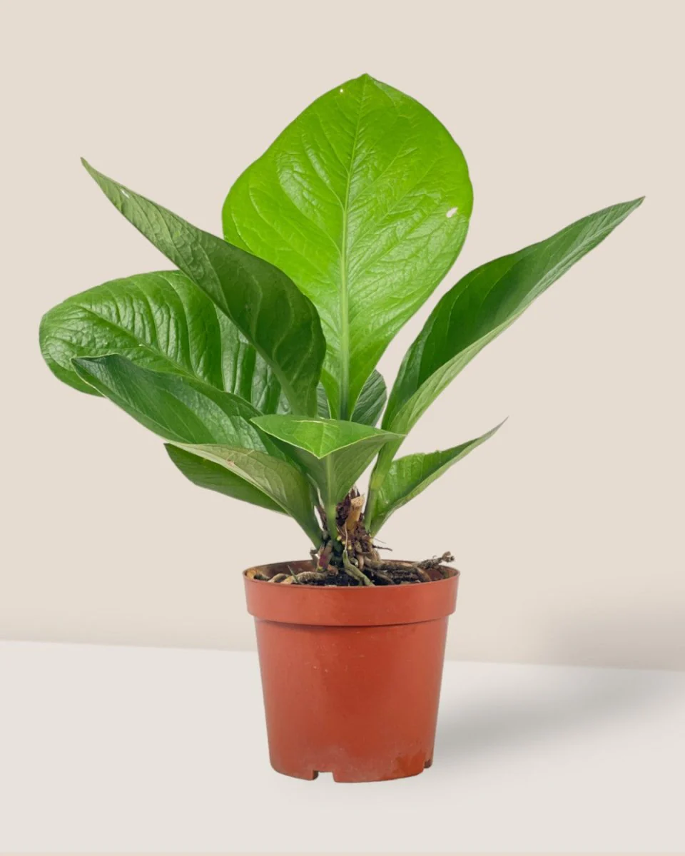 Anthurium Jungle Bush - Image 6