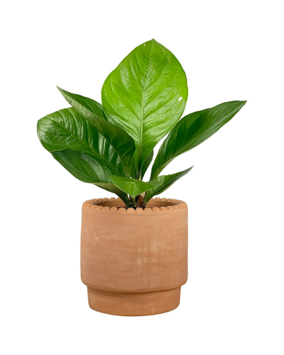 Anthurium Jungle Bush - Image 7