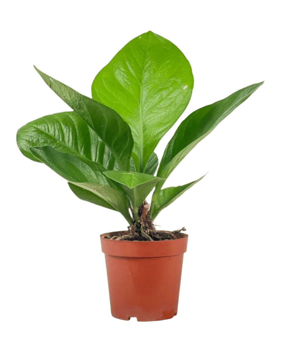 Anthurium Jungle Bush - Image 8