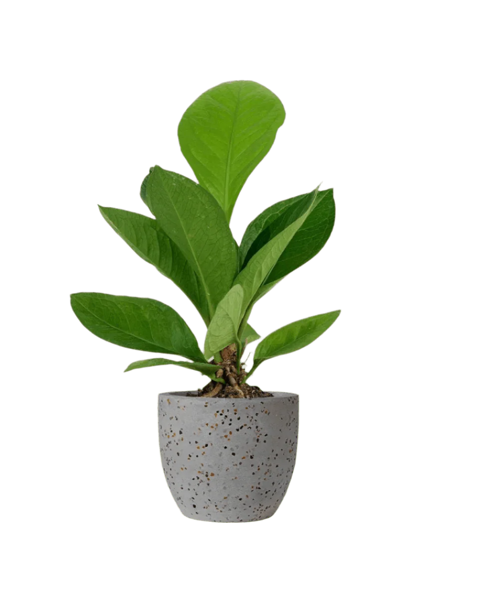 Anthurium Jungle Bush - Image 9
