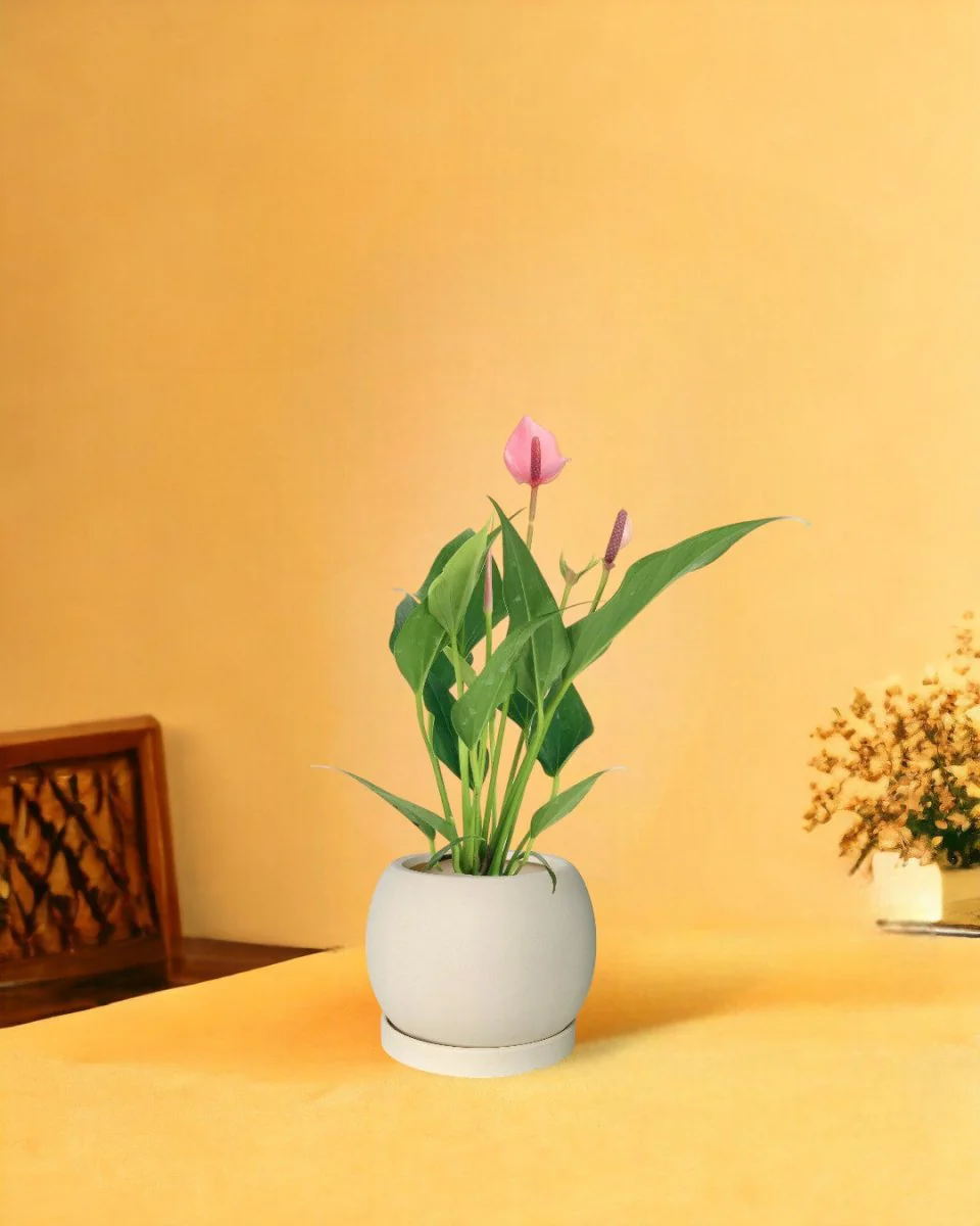 Anthurium Lili Pink - Image 11
