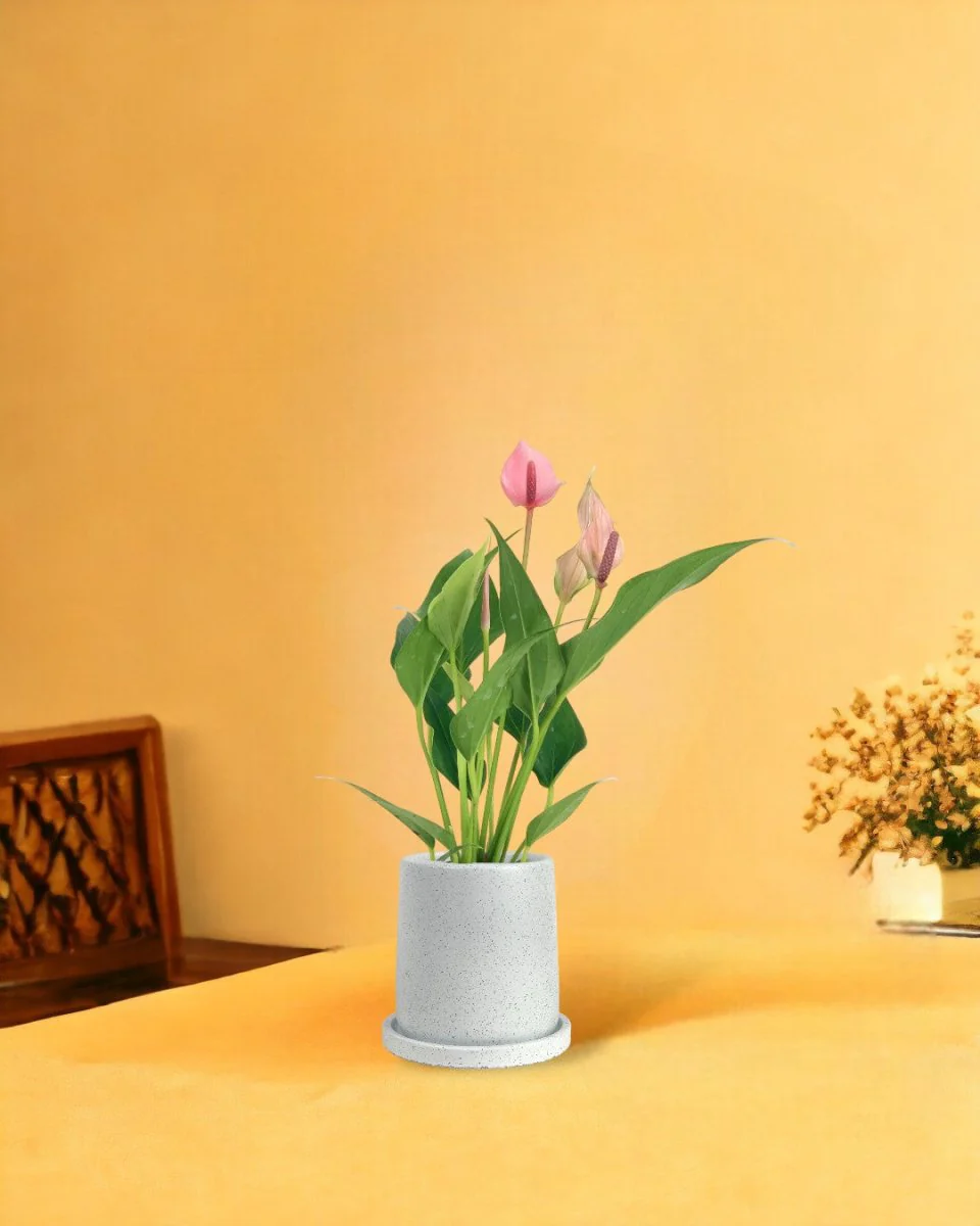 Anthurium Lili Pink - Image 12