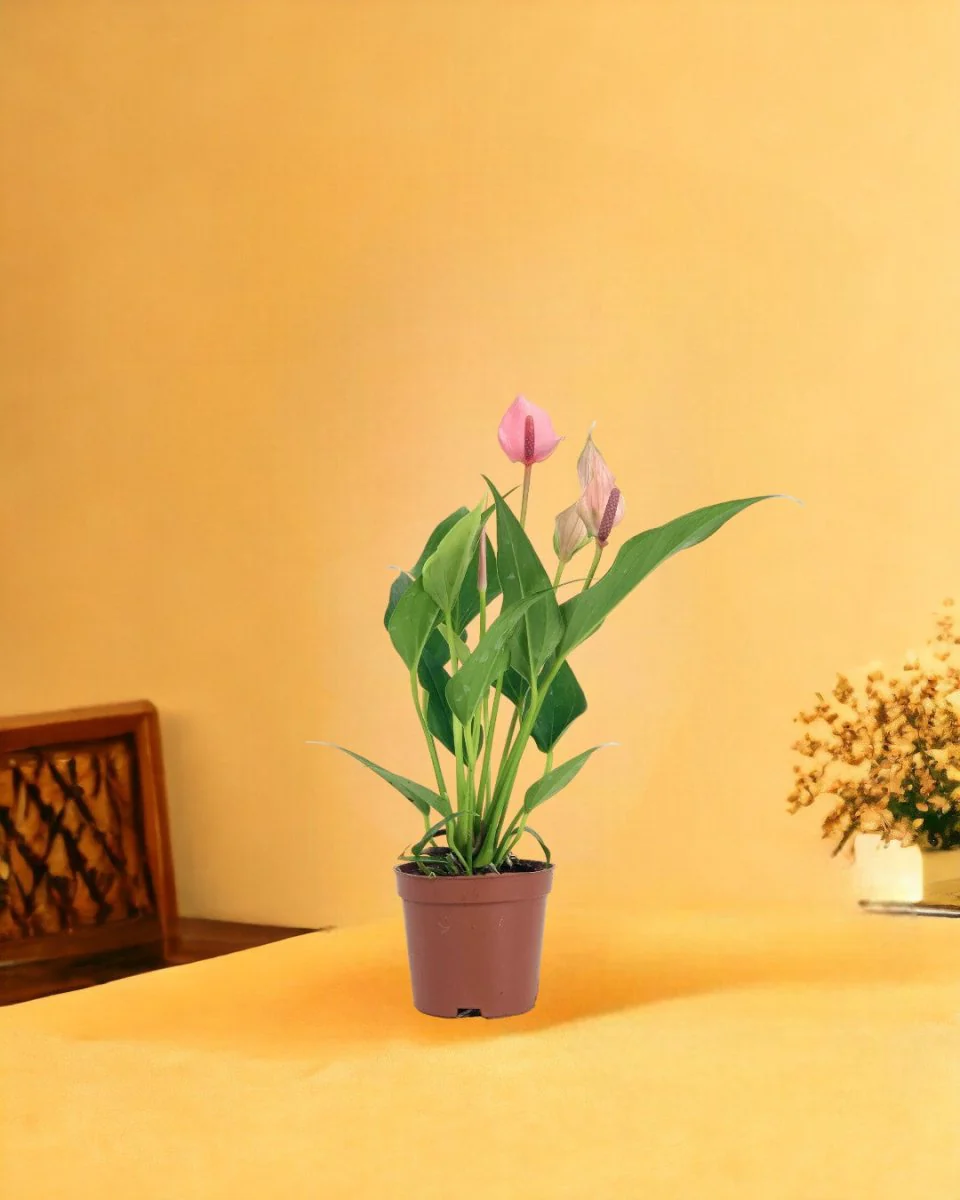 Anthurium Lili Pink - Image 13