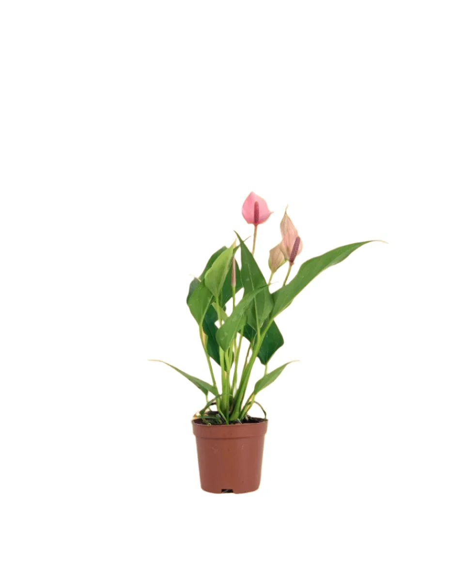 Anthurium Lili Pink - Image 14