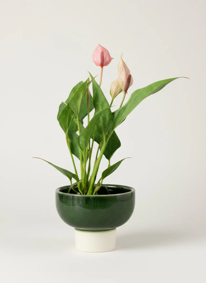 Anthurium Lili Pink - Image 5