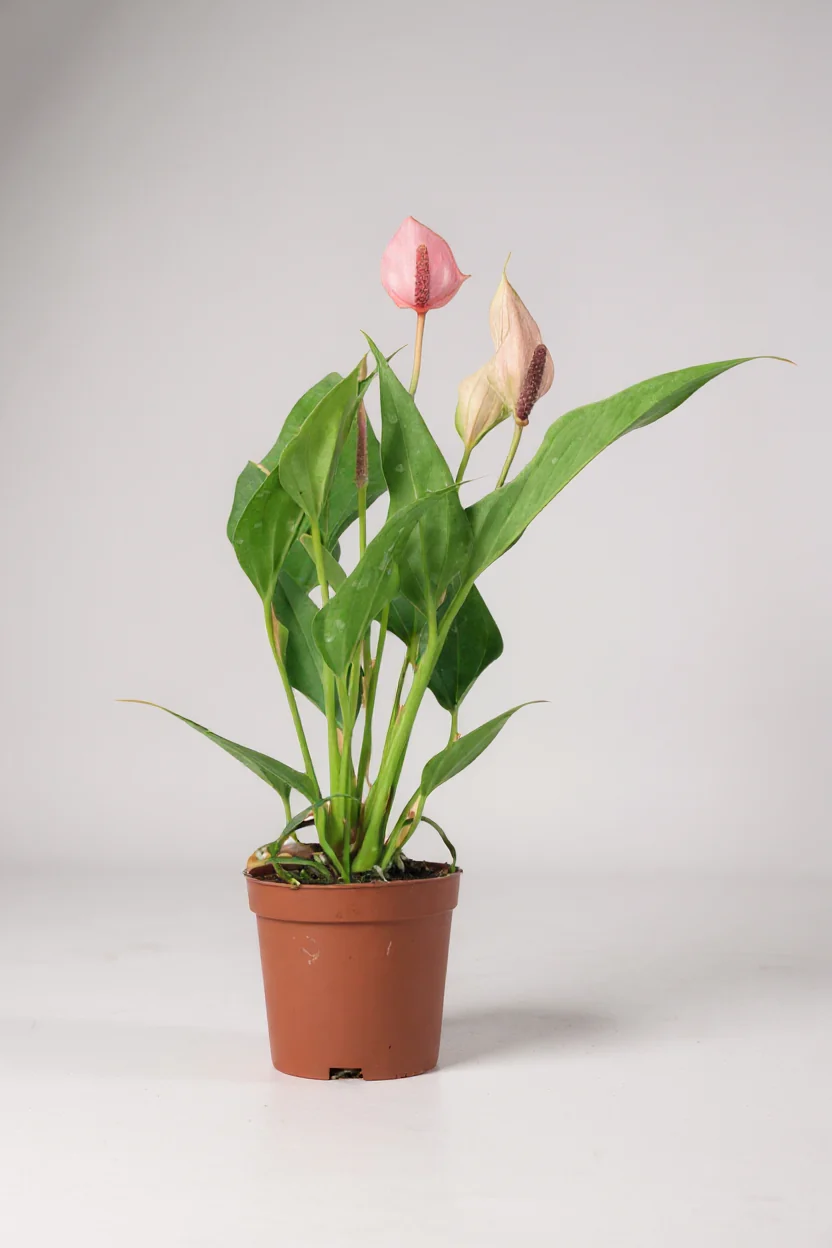 Anthurium Lili Pink - Image 6
