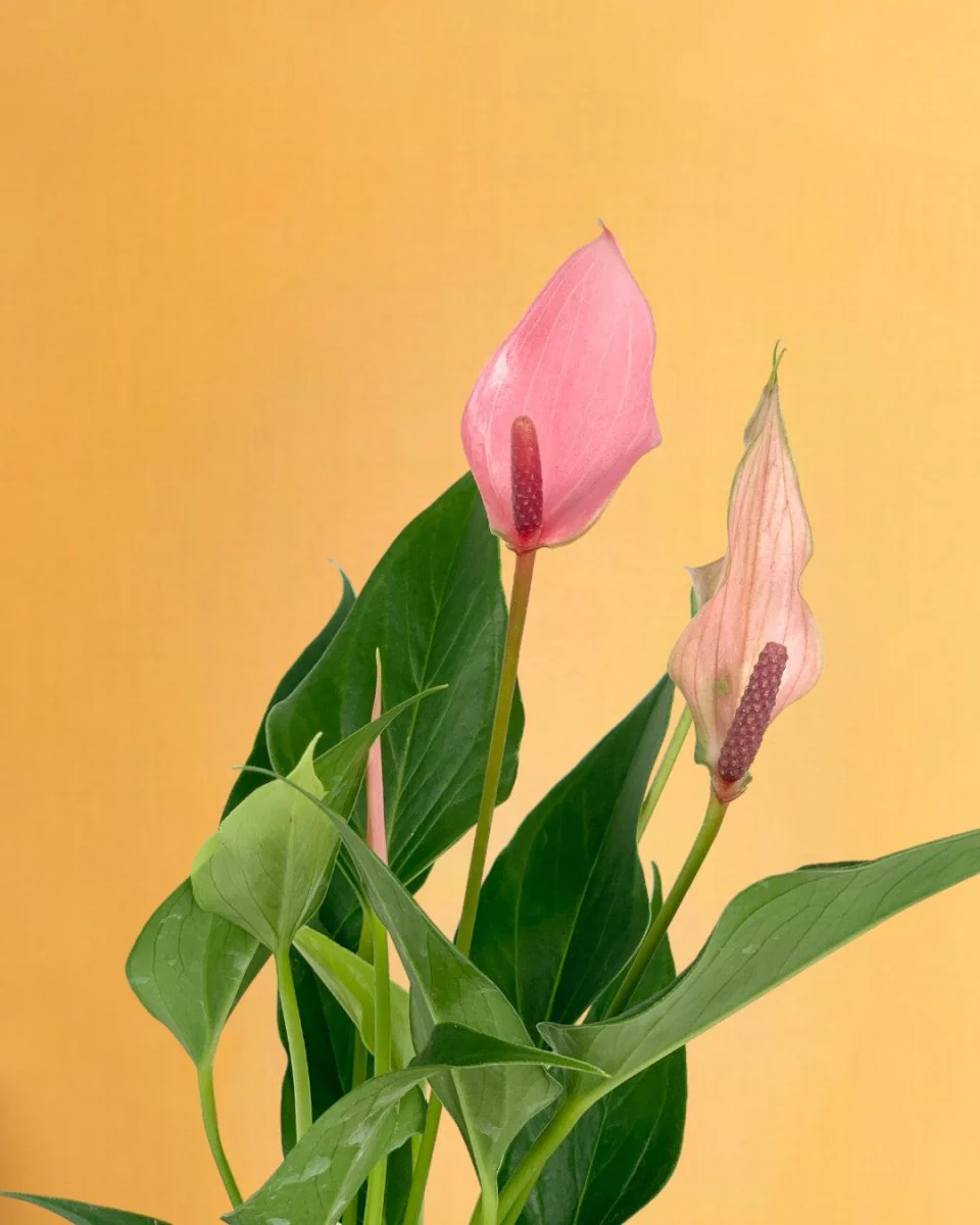 Anthurium Lili Pink - Image 7
