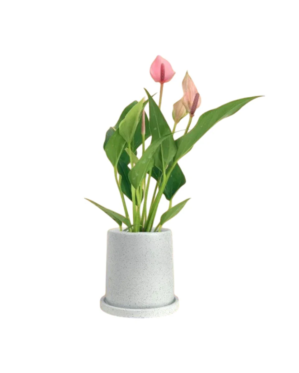 Anthurium Lili Pink - Image 8