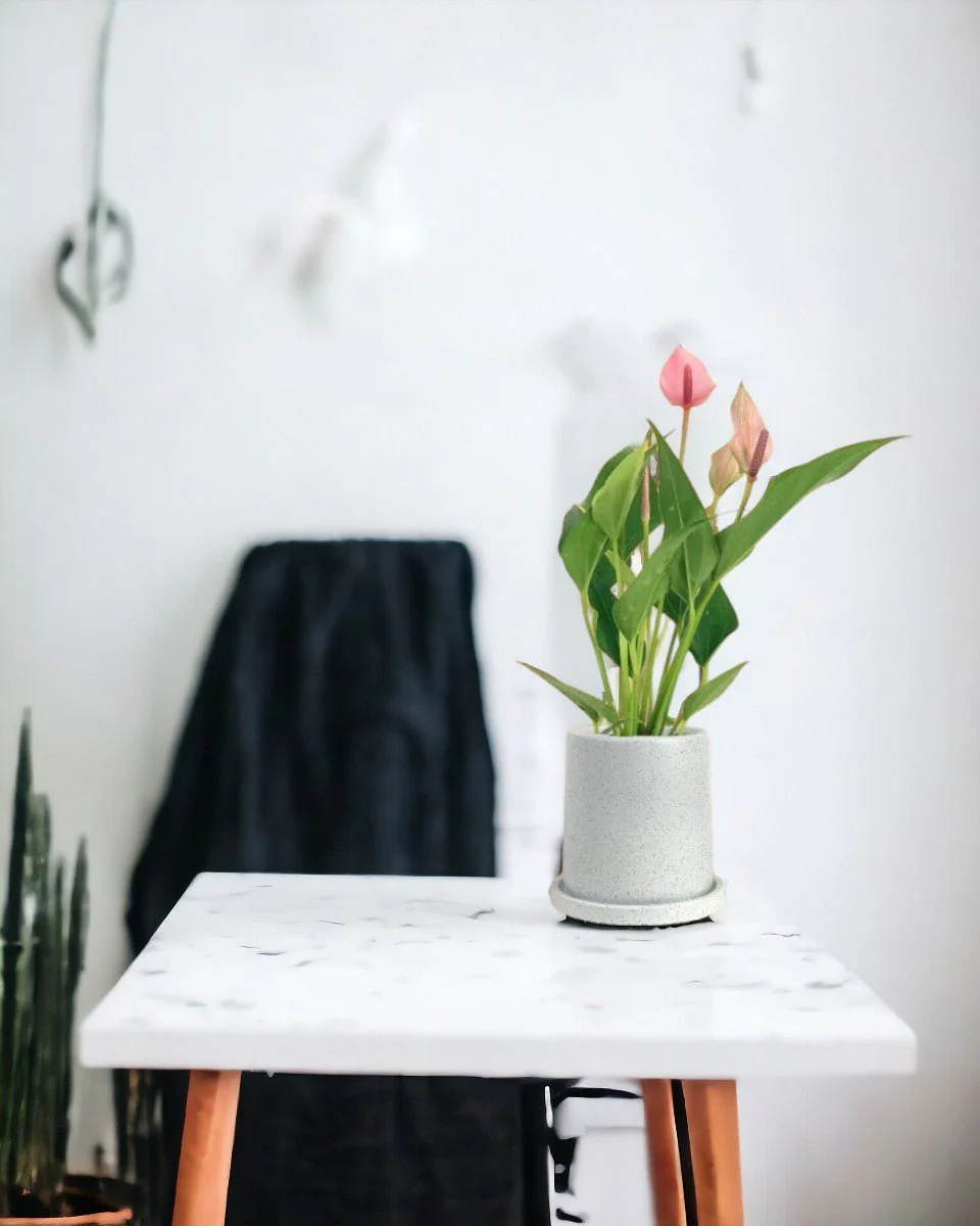 Anthurium Lili Pink - Image 9