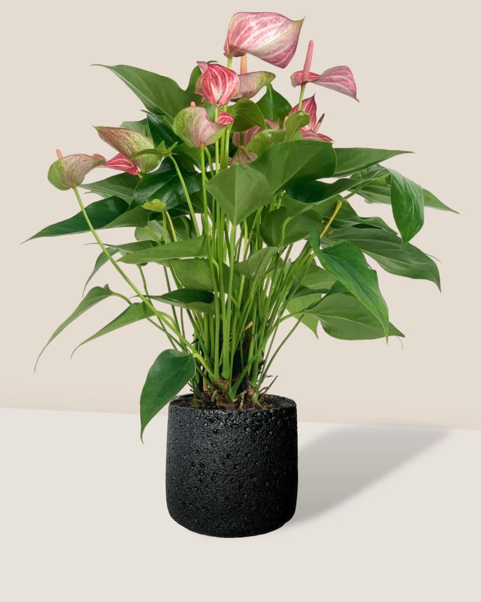 Anthurium Mystique Pink - Image 3