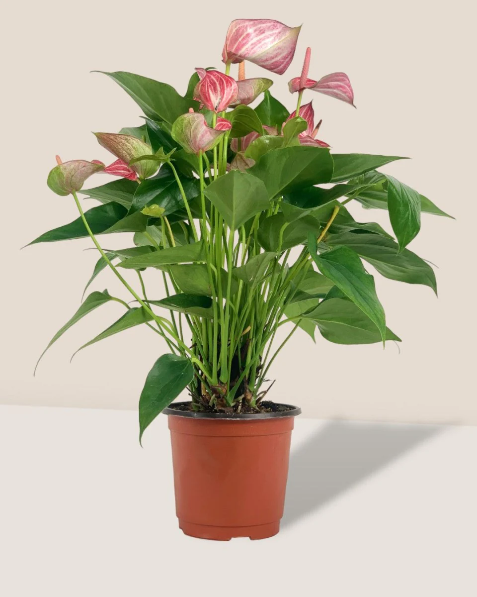 Anthurium Mystique Pink - Image 4