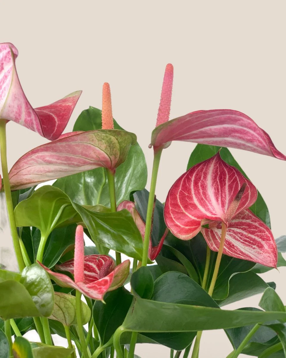 Anthurium Mystique Pink - Image 5