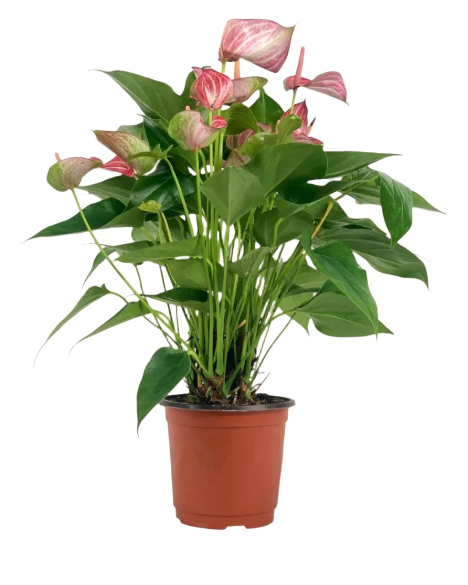 Anthurium Mystique Pink - Image 6