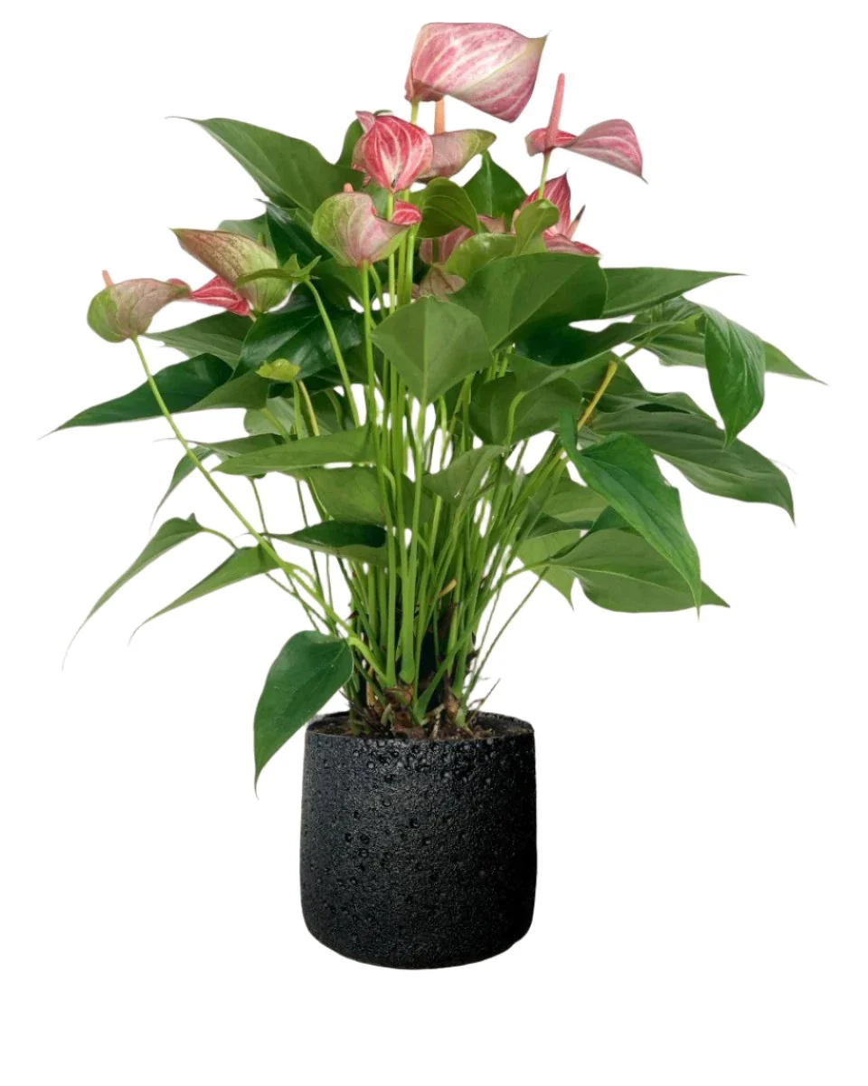 Anthurium Mystique Pink - Image 7