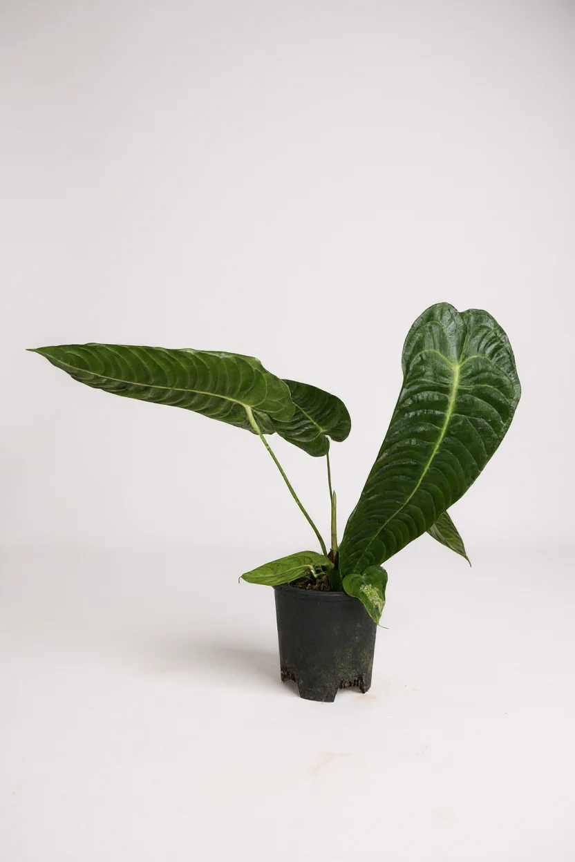Anthurium veitchii – King Anthurium - Image 2