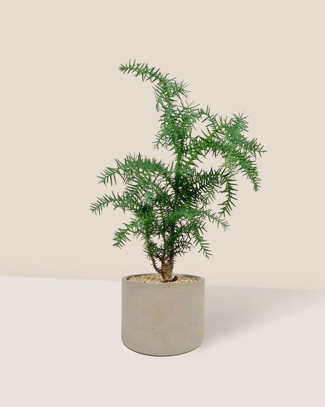 Araucaria cunninghamii - Hoop Pine Junior - Image 10