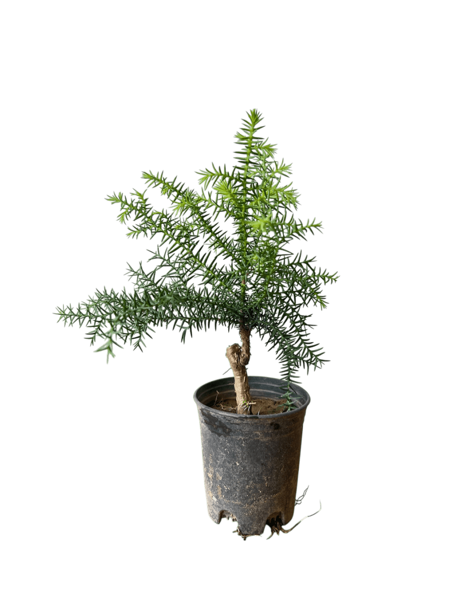 Araucaria cunninghamii - Hoop Pine Junior - Image 11