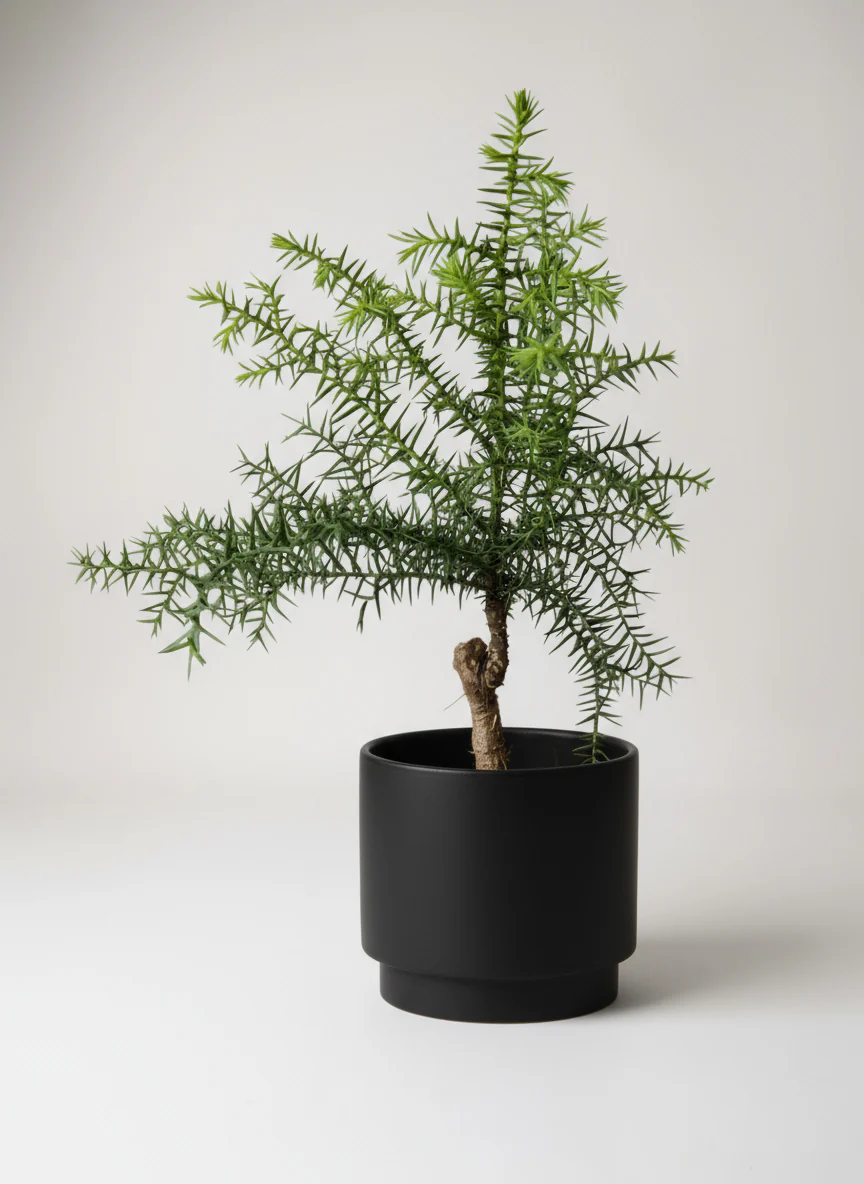 Araucaria cunninghamii - Hoop Pine Junior - Image 5