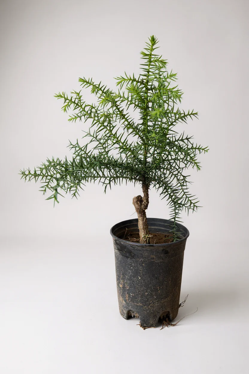 Araucaria cunninghamii - Hoop Pine Junior - Image 6