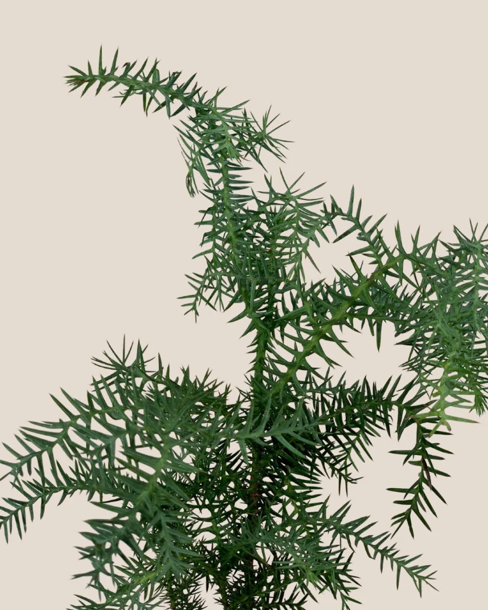 Araucaria cunninghamii - Hoop Pine Junior - Image 7